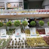 所有的花花价格都不贵，特别好看！