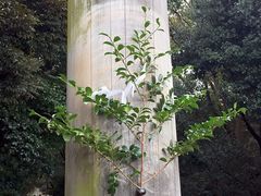 -热田神宫
