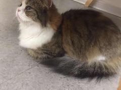 -豆老板的猫咖啡(碑林博物馆店)