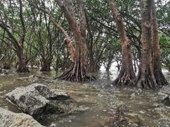 -宝安西湾红树林湿地公园