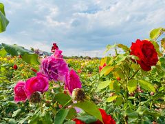 -廊坊文化艺术中心