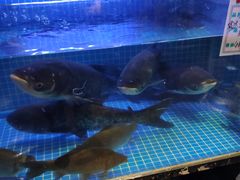 -姜君·千岛湖鱼头馆(浦东大道店)
