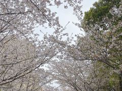 -高东镇樱花园