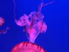 -暹罗海洋世界