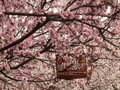 -桃花堤公园