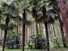 -黄海国家森林公园