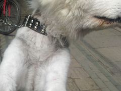 -伟伟宠物医院·CT影像中心·瑞派犬猫综合性门诊(汉口总院)