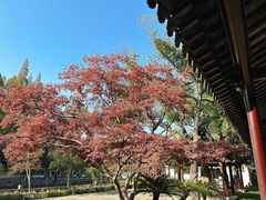 -苏州文庙(姑苏区)