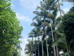 -深圳仙湖植物园
