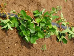 景点-杨柳青园艺科技博览园