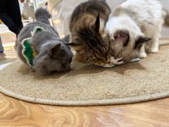-COLOR PETS 撸猫馆·购猫·猫咖(长风大悦城店)