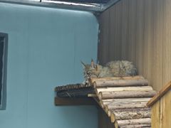 -青藏高原野生动物园