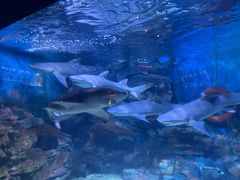 -烟台海昌鲸鲨海洋公园