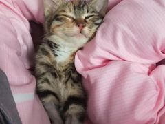 -美联众合动物医院(·中兽医·疑难杂症·严家桥分院)