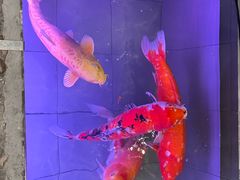 -海碗居老北京炸酱面(增光路店)