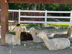 -哈尔滨北方森林动物园