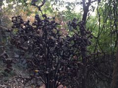 -九曜山