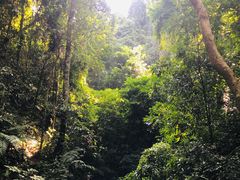 -西双版纳原始森林公园