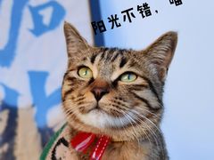 -大青树咖啡(大理古城店)