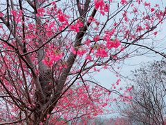 -天适樱花悠乐园