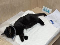 -北京观赏动物医院·24小时大型综合·猫专科·异宠专科