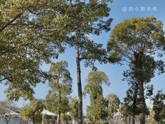 -西堤公园