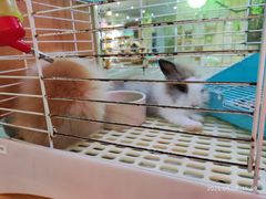 -宠物兔专门店(天丰利市场店)