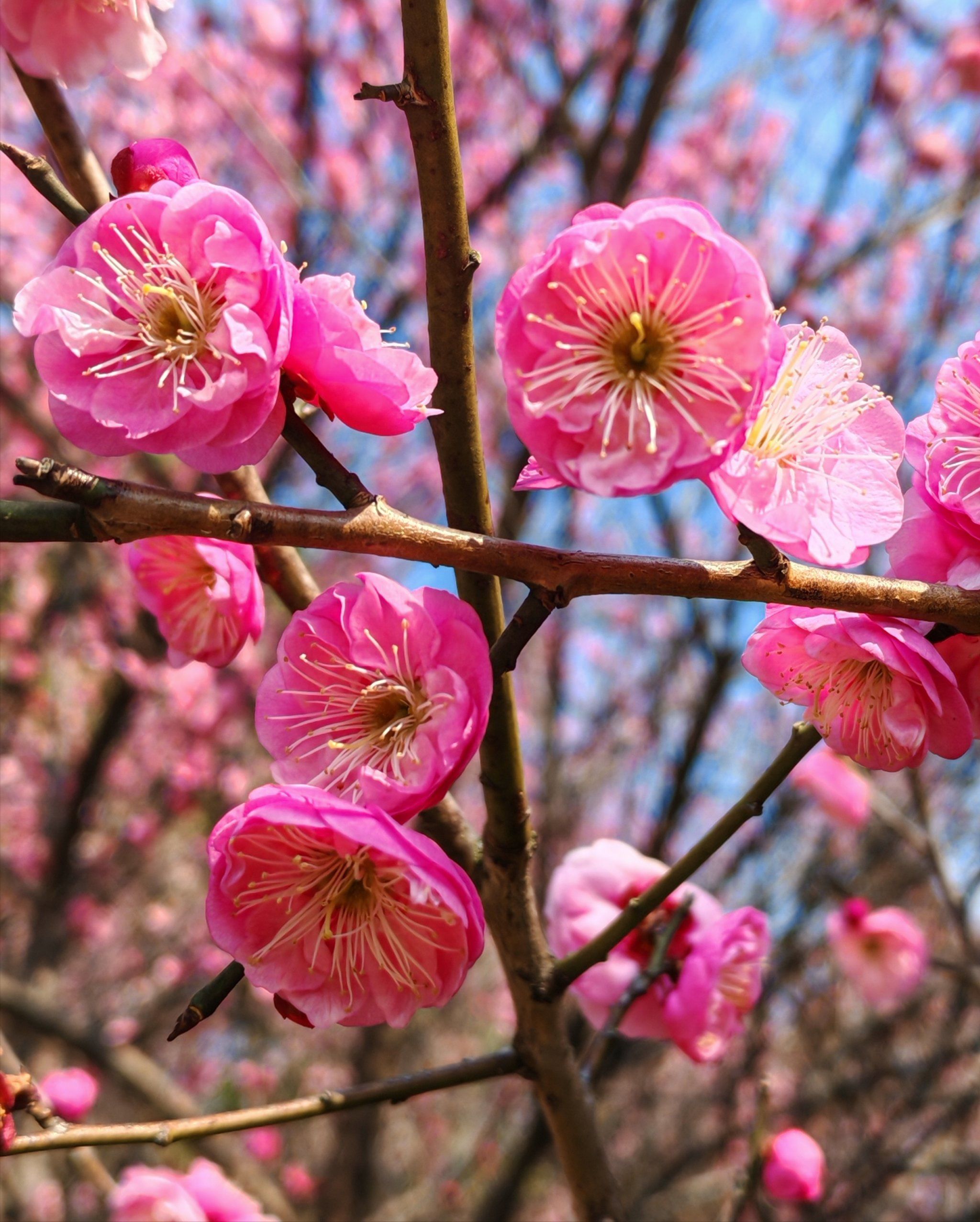 顾村公园梅花盛开