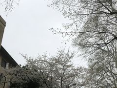 -武汉大学-樱园