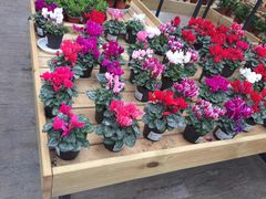 -荷兰花海