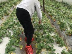 -胜丰草莓采摘园