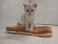 -1013 PET SHOP精品宠物商店(丁香店)