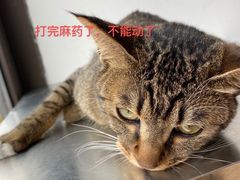 -灵美宠物诊所