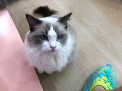 -1013 PET SHOP 宠物商店(近铁城市广场店)