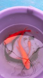 -上美四季动物农场