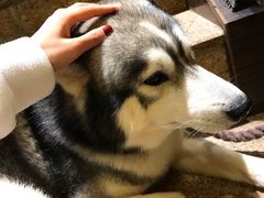 -more than meow吴止猫主题餐厅(承德 中船汇店)