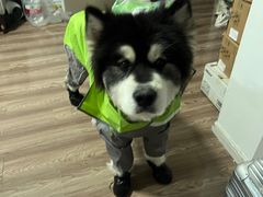 -艾贝尔宠物医院·24H转诊中心·肿瘤猫专科(江宁双龙店)