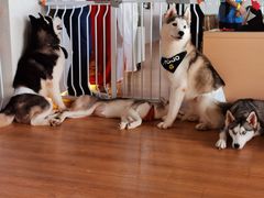-Husky Go! 哈士奇体验馆·宠物咖啡厅狗咖