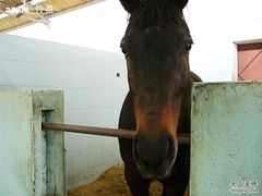 -松声马术俱乐部