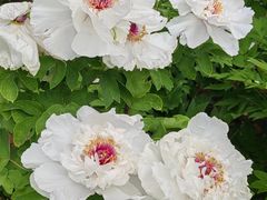 -洛阳市隋唐城遗址植物园