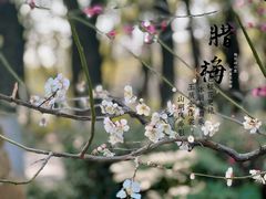 -红梅公园