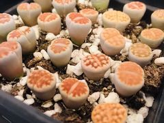 -茶马花街(城西银泰城店)