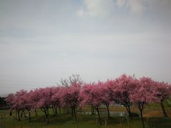 -漕湖湿地公园