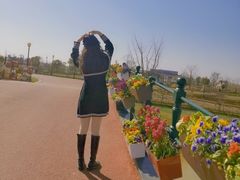 -荷兰花海