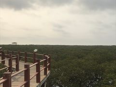 -北海金海湾红树林生态旅游区