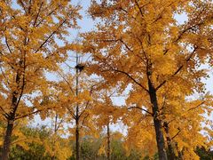 -永定河休闲森林公园