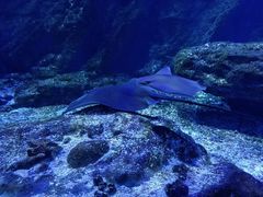 -海合安武汉极地海洋公园