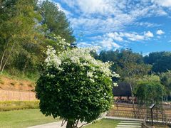 -神光山国家森林公园