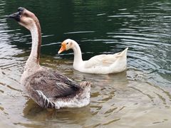 -靖西鹅泉风景区