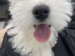 -安安宠医宠物医院·异宠·犬猫内科(岳阳分院)